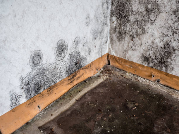 Reliable Louisa, KY Water damage restoration Solutions